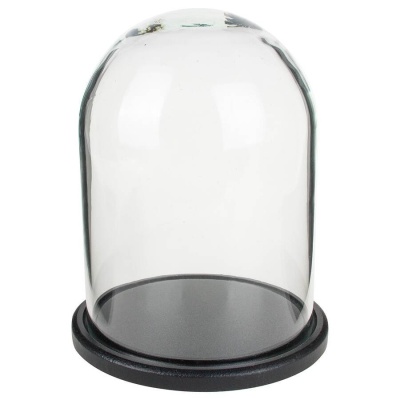 Флорариум стеклянный Колпак Венса-2