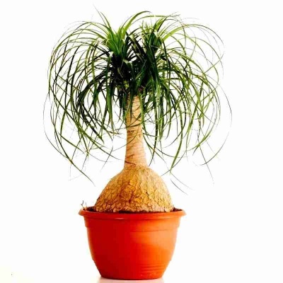 Нолина спутник