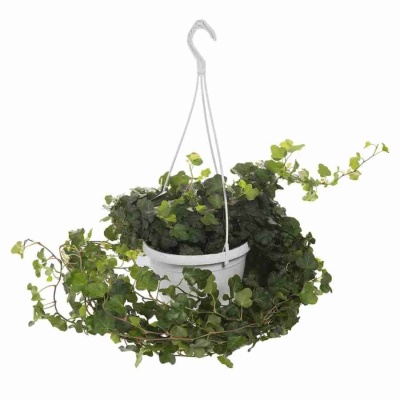 Хедера хеликс Грин ампельная