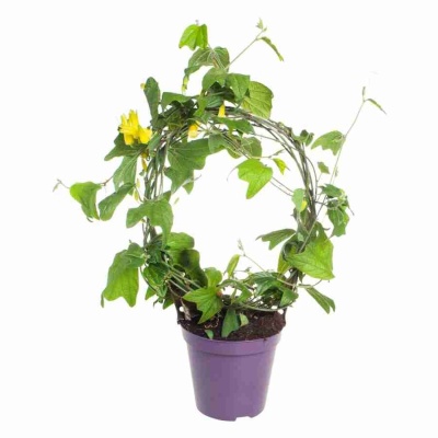 Пассифлора Цитрина