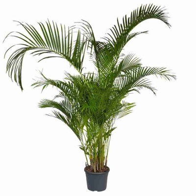 Пальма Арека 