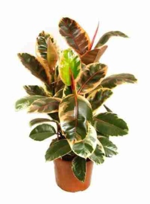 Фикус каучуконосный (эластика) Белиз 3 ст