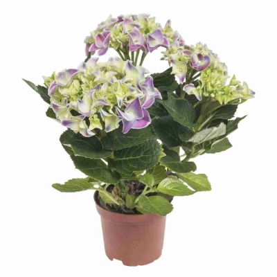 Гортензия Биколор синяя