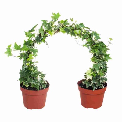 Хедера хеликс Вайт Дуга