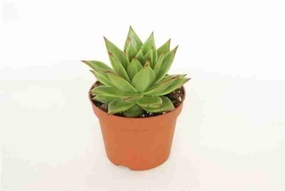 Эхеверия Агавоидес