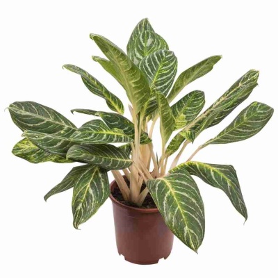 Аглаонема Кинг Оф Сиам