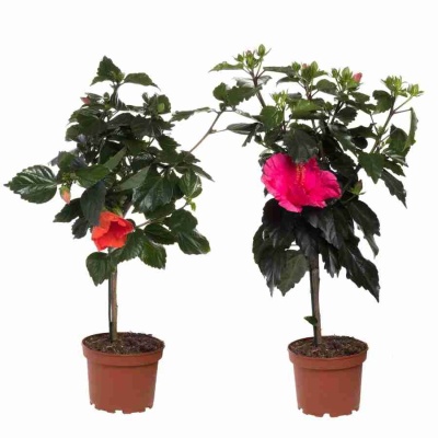 Гибискус Бари на штамбе