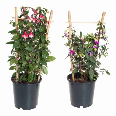 Фуксия на решетке