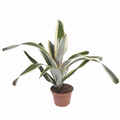 Эхмея Фелис