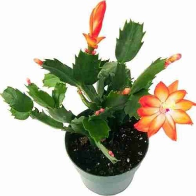 Шлумбергера Christmas Cheer