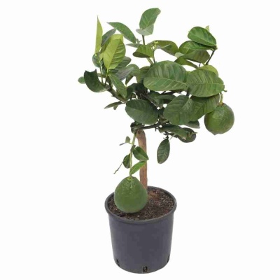 Лимон с плодами в горшке 