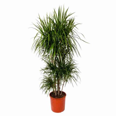 Драцена маргината Биколор разветвленная