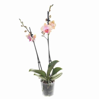 Фаленопсис Меджикал