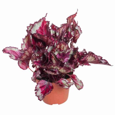 Бегония рекс Спитфаир