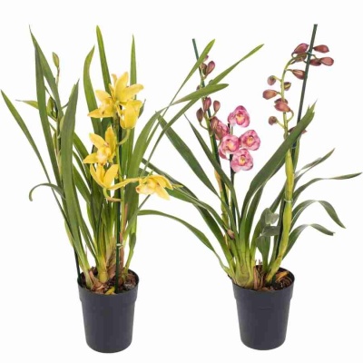 Цимбидиум Микс 2 ст