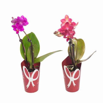 Фаленопсис Россини 2 ст