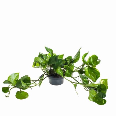 Эпипремнум пиннатум 