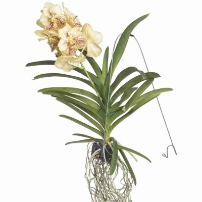 Ванда желтая ампельная