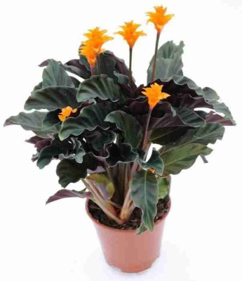 Калатея кроката Тассминия