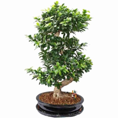 Бонсай фикус микрокарпа