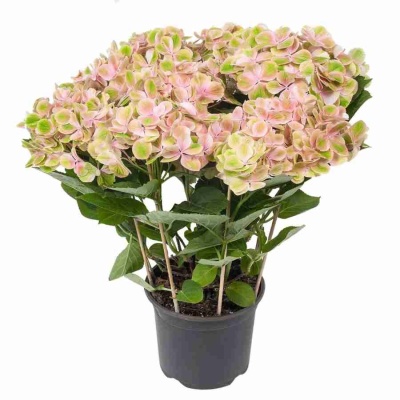 Гортензия ховария Грин Саммер