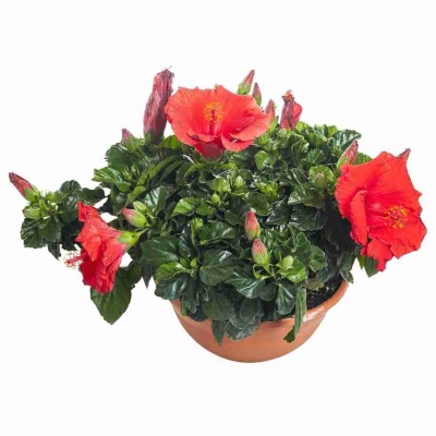 Гибискус Санни Бордо