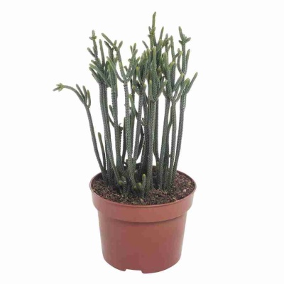 Крассула Гармони Ин Грин