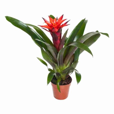 Гузмания Тутти-Фрутти