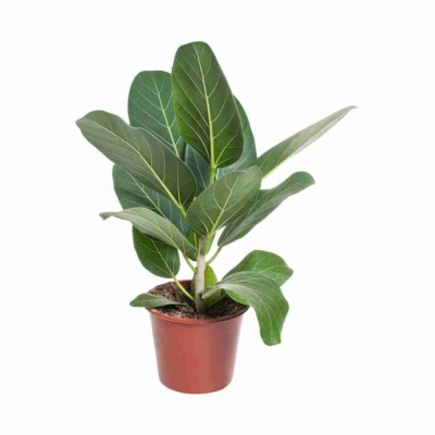 Фикус бенгальский 