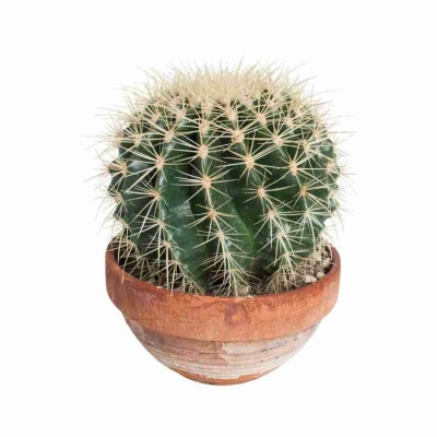 Эхинопсис мамилоза