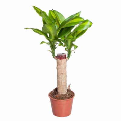 Драцена фрагранс Массанжеана 1 ст