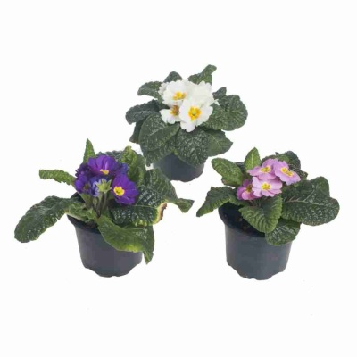 Примула обыкновенная