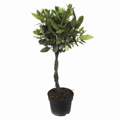 Лавровое дерево 