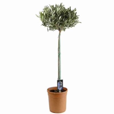 Комнатное дерево Олива