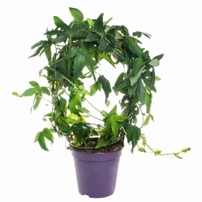 Пассифлора Сноу