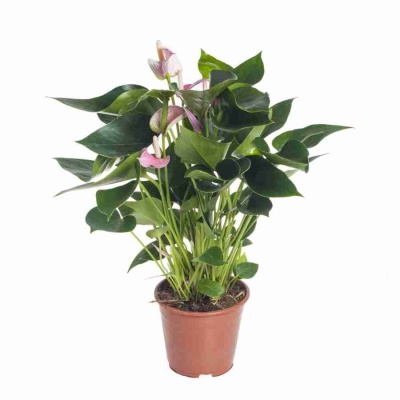 Антуриум андрианум Свит харт