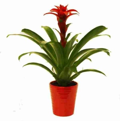 Гузмания Дэнис