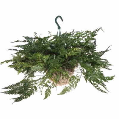 Даваллия ампельная