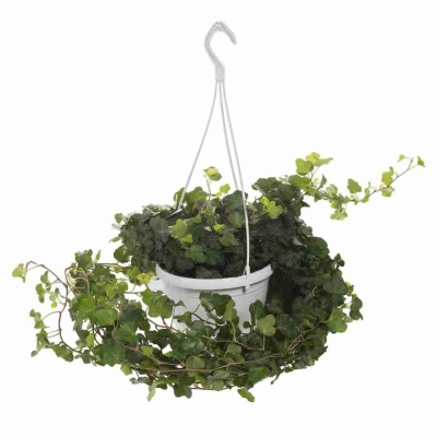 Хедера хеликс Грин ампельная