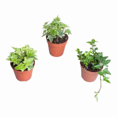 Хедера хеликс микс