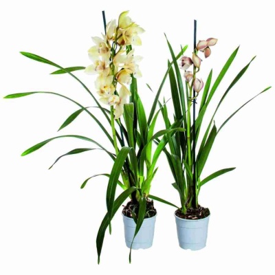 Цимбидиум Микс 1 ст