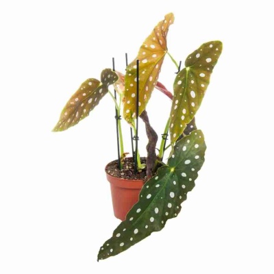 Бегония рекс Макулата