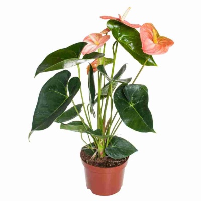 Антуриум андрианум Дивоут