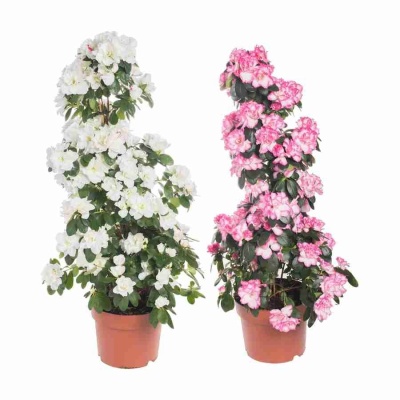 Азалия индика микс пирамида