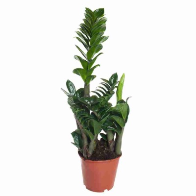 Замиокулькас Зенси