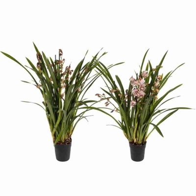 Цимбидиум Микс 5 ст