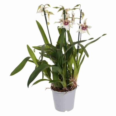 Камбрия Tahoma Glasier Green