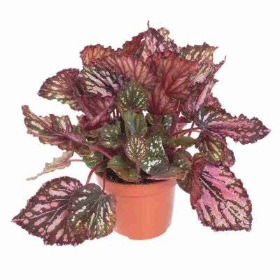 Бегония рекс Каракас