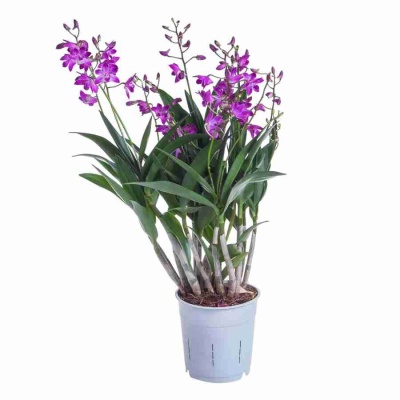 Дендробиум Берри Ода 