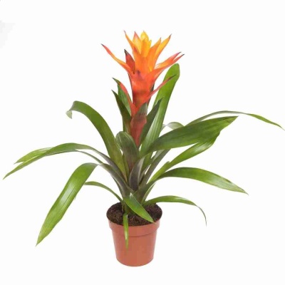 Гузмания Виста